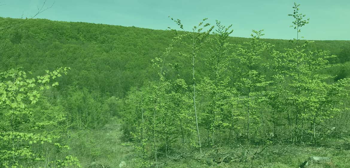 Online nástroj na tvorbu grafiky - Canva