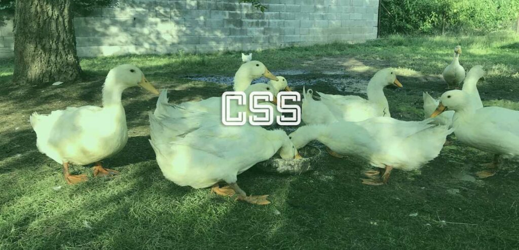 CSS-triky – tipy, triky a techniky na používanie kaskádových štýlov