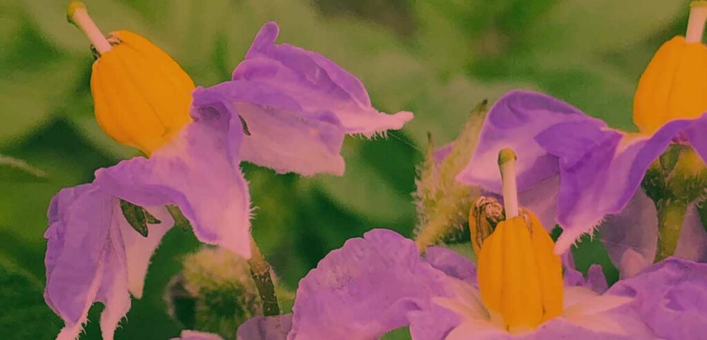 Ako previesť obrázok na vector?